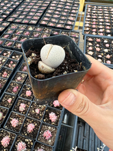 Load image into Gallery viewer, Dinteranthus Wilmottianus - April Farm/Rare Succulents