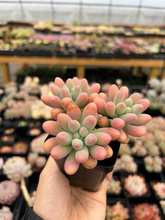 Load image into Gallery viewer, Sedum pachy "Rose Star" - April Farm/Rare Succulents