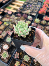 Load image into Gallery viewer, Echeveria Zaragosa - April Farm/Rare Succulents