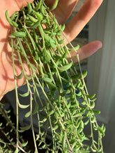 Load image into Gallery viewer, Senecio radicans (cutting) - April Farm/Rare Succulent