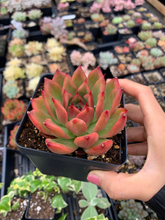 Load image into Gallery viewer, Echeveria agavoides Mousse Candy - April Farm/Rare Succulents