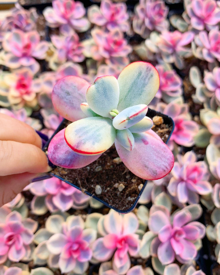 Rounded cotyledon orbiculata varigated - April Farm/Rare Succulents