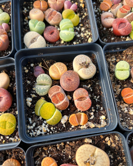 Colorful Assorted Lithops sp