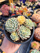 Load image into Gallery viewer, Echeveria Variegated white Minima - April Farm/Rare Succulents