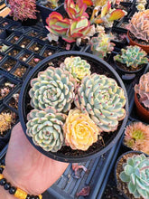 Load image into Gallery viewer, Echeveria Variegated white Minima - April Farm/Rare Succulents