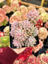 Load image into Gallery viewer, Pachyphytum 'Machucae' (Baby Finger) - April Farm/Rare Succulents