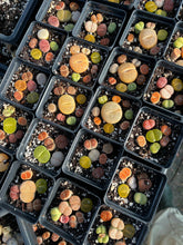 Load image into Gallery viewer, Colorful Assorted Lithops sp 2.5'' - April Farm/Rare Succulents