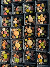 Load image into Gallery viewer, Colorful Assorted Lithops sp 2.5'' - April Farm/Rare Succulents