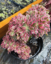 Load image into Gallery viewer, Aeonium Pink Witch Crested - April Farm/Rare Succulents