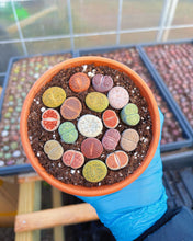 Load image into Gallery viewer, Colorful Assorted Lithops sp. - April Farm/Rare Succulents
