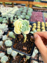 Load image into Gallery viewer, Echeveria Lovely Rose Variegated - April Farm/Rare Succulents