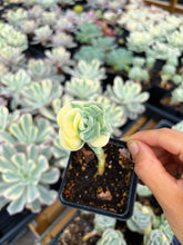 Load image into Gallery viewer, Echeveria Lovely Rose Variegated - April Farm/Rare Succulents