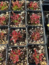 Load image into Gallery viewer, Crassula pubescens ssp. pubescens - April Farm/Rare Succulent
