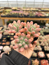 Load image into Gallery viewer, Sedum pachy "Rose Star" - April Farm/Rare Succulents