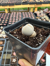 Load image into Gallery viewer, Dinteranthus Wilmottianus - April Farm/Rare Succulents