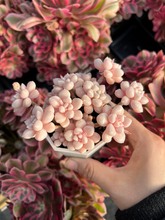 Load image into Gallery viewer, Graptopetalum Mendoza small cluster cutting (4-5 heads) - April Farm/Rare Succulents