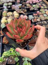 Load image into Gallery viewer, Echeveria agavoides Mousse Candy - April Farm/Rare Succulents