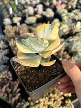 Load image into Gallery viewer, Cotyledon undulata variegated hybrids - April Farm/Rare Succulents