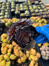 Load image into Gallery viewer, Aeonium black cluster - April Farm/Rare Succulents