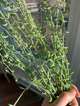 Load image into Gallery viewer, Senecio radicans (cutting) - April Farm/Rare Succulent