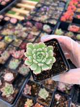 Load image into Gallery viewer, Echeveria Zaragosa - April Farm/Rare Succulents