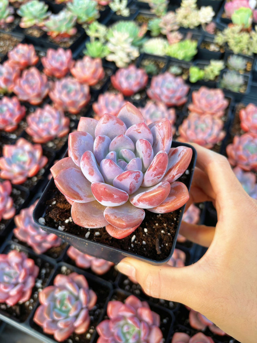 colorful echeveria succulent Echeveria Pink Beauty
