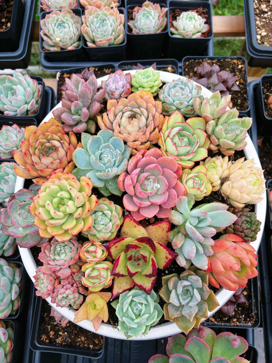cheap succulents dallas Succulents Assortment