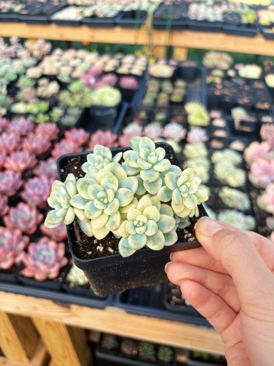 clavatum succulent Sedum Variegated Clavatum cluster