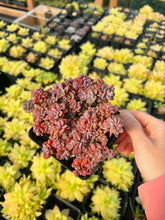 Load image into Gallery viewer, Echeveria Rezry Pink Family (cluster may fall apart) - April Farm/Rare Succulents