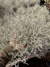 Load image into Gallery viewer, Calocephalus Brownii 'Silver Stone' - April Farm