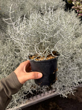 Load image into Gallery viewer, Calocephalus Brownii 'Silver Stone' - April Farm