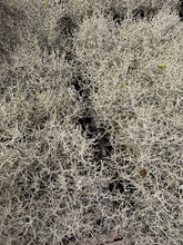 Load image into Gallery viewer, Calocephalus Brownii 'Silver Stone' - April Farm