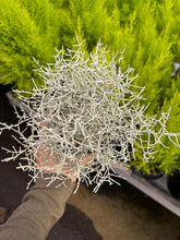 Load image into Gallery viewer, Calocephalus Brownii 'Silver Stone' - April Farm