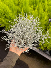 Load image into Gallery viewer, Calocephalus Brownii 'Silver Stone' - April Farm