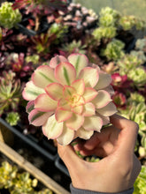 Load image into Gallery viewer, Aeonium sp White Witch - April Farm/Rare Succulents