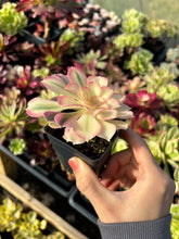 Load image into Gallery viewer, Aeonium sp White Witch - April Farm/Rare Succulents