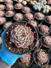 Load image into Gallery viewer, Echeveria Chihuahuaensis - April Farm/Rare Succulents