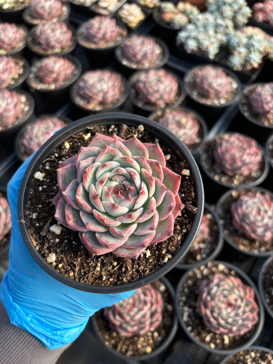 Echeveria Chihuahuaensis - April Farm/Rare Succulents