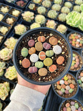Load image into Gallery viewer, Colorful Assorted Lithops sp. - April Farm/Rare Succulents