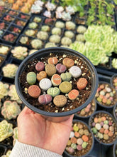 Load image into Gallery viewer, Colorful Assorted Lithops sp. - April Farm/Rare Succulents
