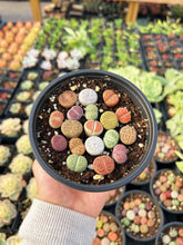 Load image into Gallery viewer, Colorful Assorted Lithops sp. - April Farm/Rare Succulents