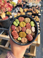 Load image into Gallery viewer, Colorful Assorted Lithops sp. - April Farm/Rare Succulents