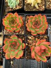 Load image into Gallery viewer, Echeveria agavoides Mousse Candy - April Farm/Rare Succulents