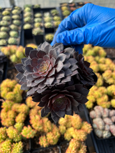 Load image into Gallery viewer, Aeonium black cluster - April Farm/Rare Succulents