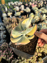 Load image into Gallery viewer, Cotyledon undulata variegated hybrids - April Farm/Rare Succulents