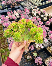 Load image into Gallery viewer, Sedum Large Lemon Finger Cristata - April Farm/Rare Succulents
