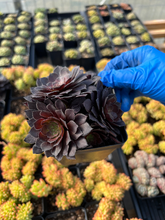 Load image into Gallery viewer, Aeonium black cluster - April Farm/Rare Succulents