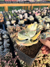 Load image into Gallery viewer, Cotyledon undulata variegated hybrids - April Farm/Rare Succulents