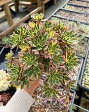 Load image into Gallery viewer, Aeonium Cream Tea/Sweet Tea - April Farm/Rare Succulents