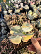 Load image into Gallery viewer, Cotyledon undulata variegated hybrids - April Farm/Rare Succulents